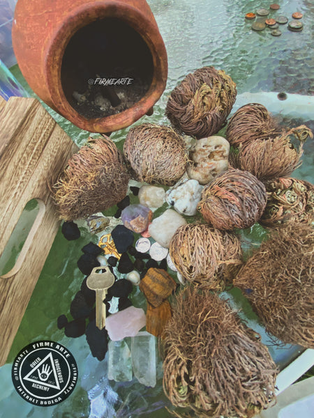 Rose Of Jericho | The resurrection plant