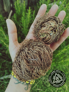 Rose Of Jericho | The resurrection plant