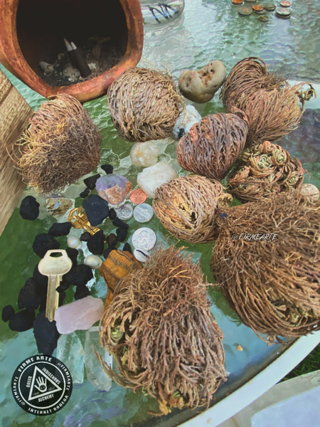 Rose Of Jericho | The resurrection plant